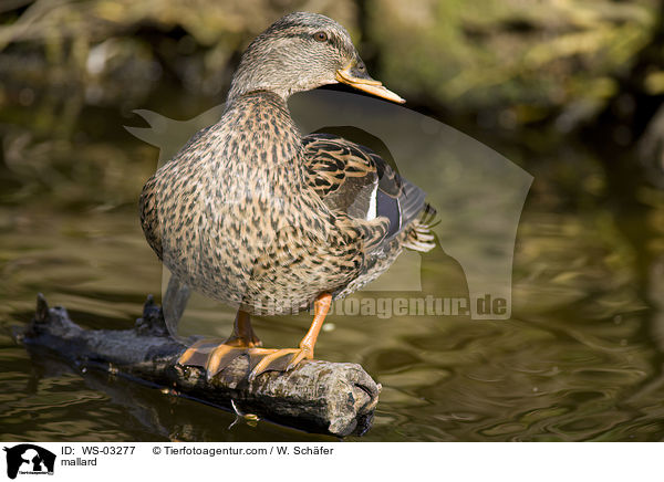 Stockente / mallard / WS-03277