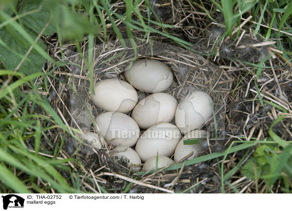 mallard eggs / THA-02752