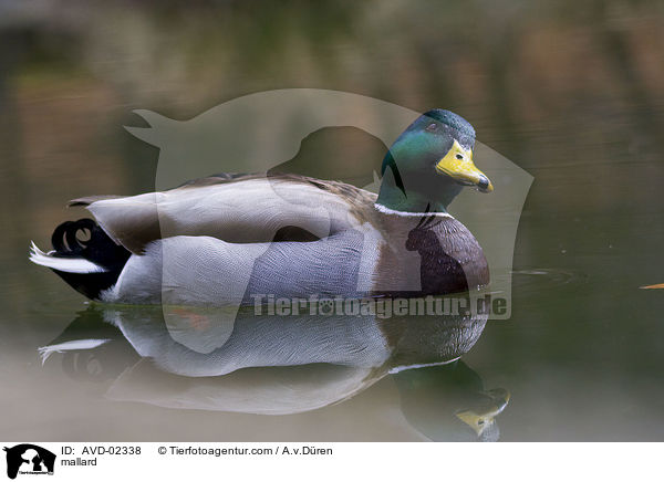 Stockente / mallard / AVD-02338