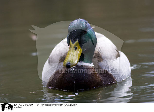 mallard / AVD-02339