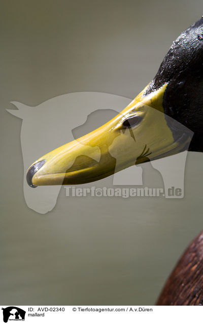 Stockente / mallard / AVD-02340