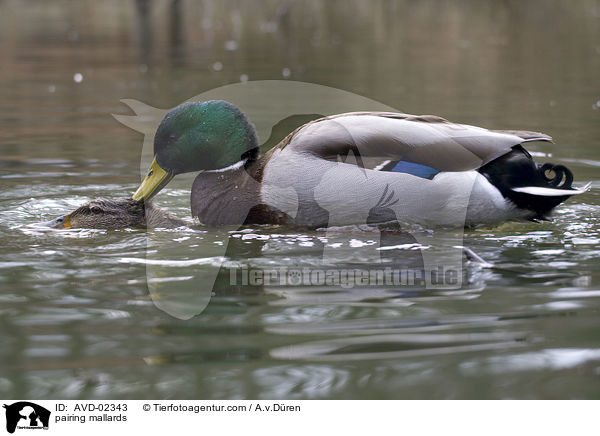 pairing mallards / AVD-02343