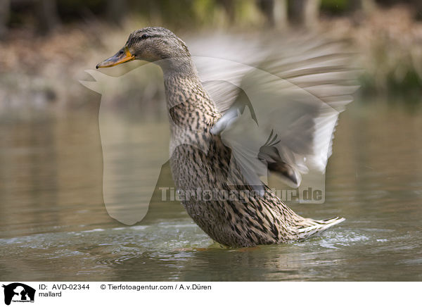 Stockente / mallard / AVD-02344