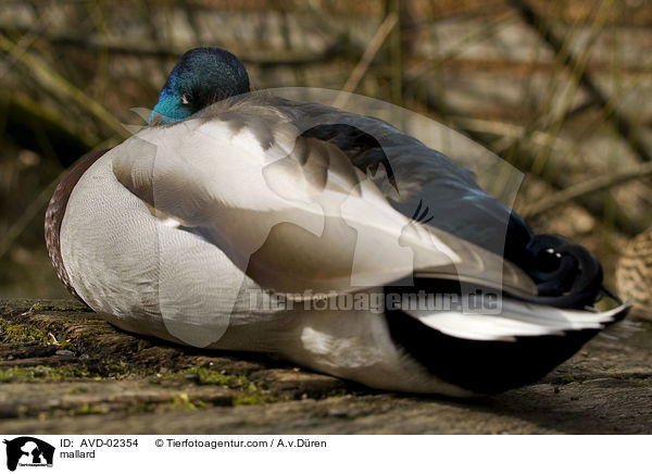 mallard / AVD-02354
