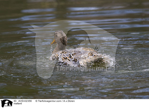 mallard / AVD-02356
