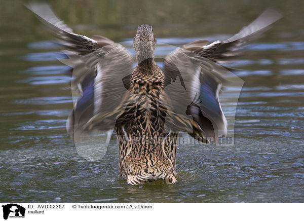 mallard / AVD-02357