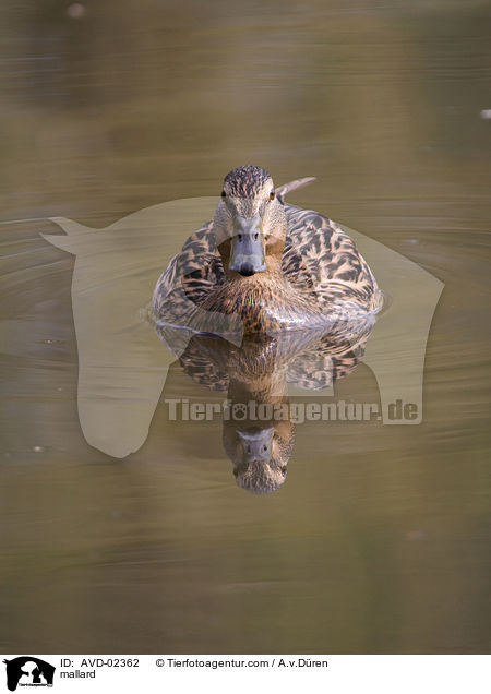 mallard / AVD-02362
