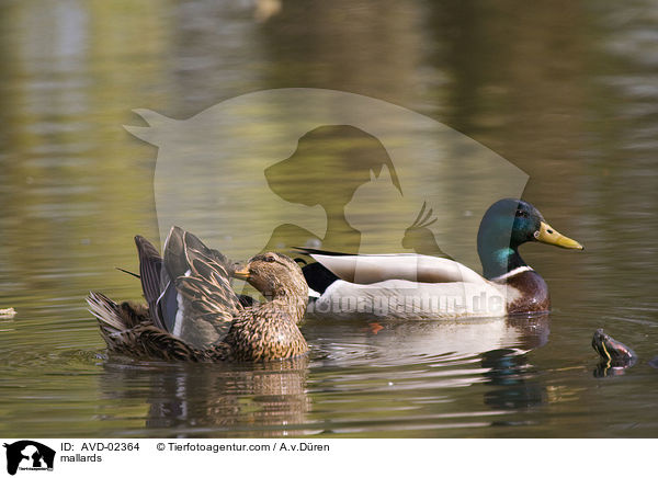mallards / AVD-02364