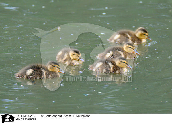 young mallards / DMS-02097