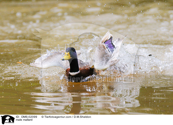 male mallard / DMS-02099