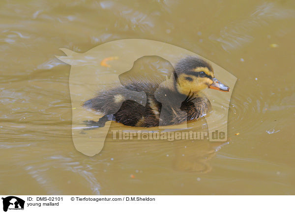 young mallard / DMS-02101