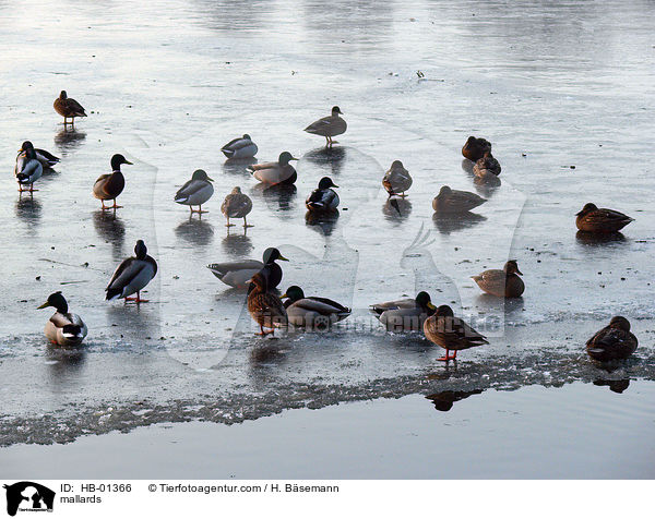 mallards / HB-01366