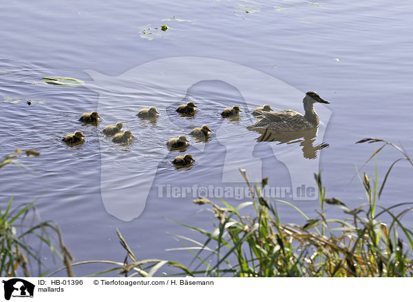 mallards / HB-01396