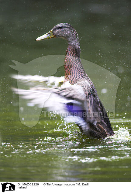 mallard / MAZ-02226