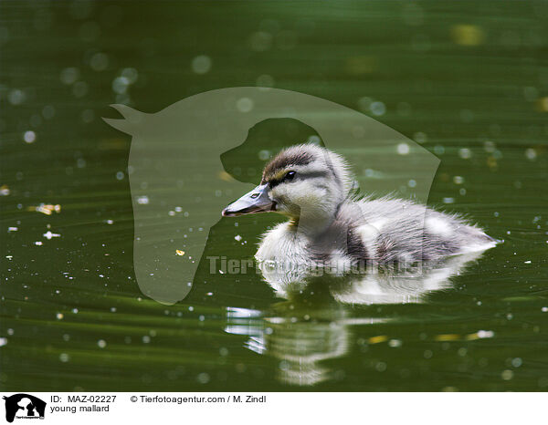 young mallard / MAZ-02227
