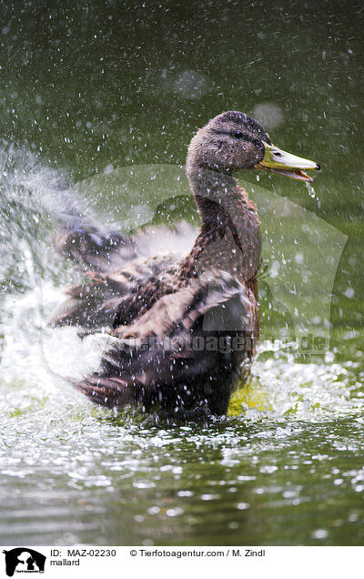 mallard / MAZ-02230