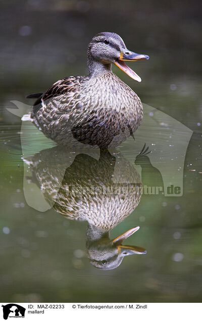mallard / MAZ-02233