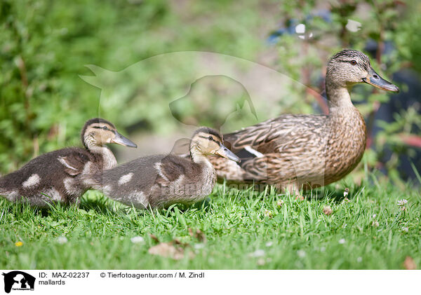 mallards / MAZ-02237