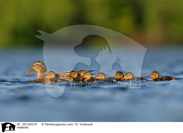 mallards / DV-02019