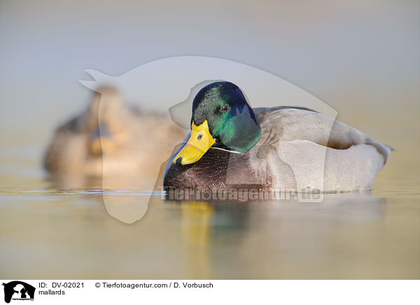 mallards / DV-02021