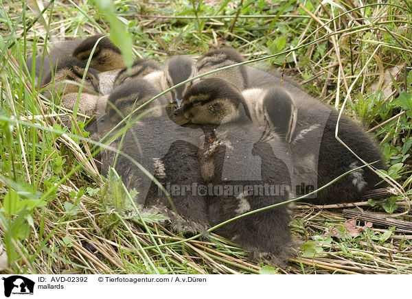 mallards / AVD-02392