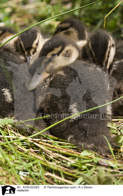 mallards / AVD-02393