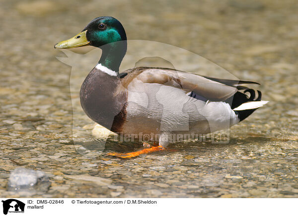 mallard / DMS-02846