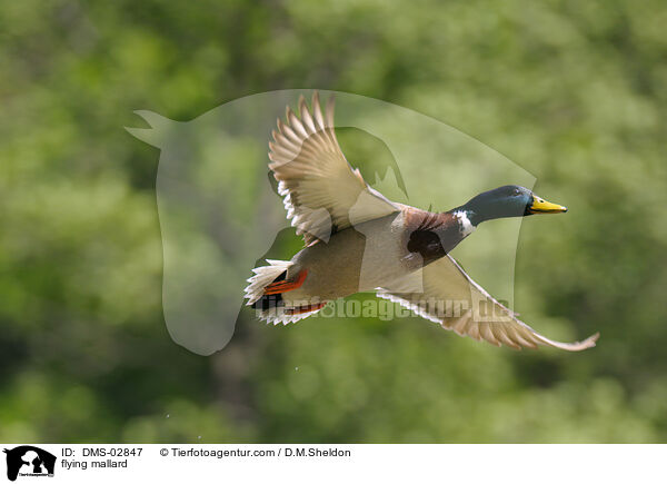 flying mallard / DMS-02847
