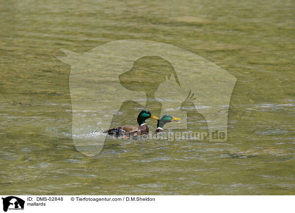 mallards / DMS-02848