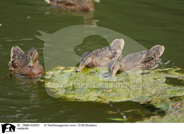 mallards / DMS-02853