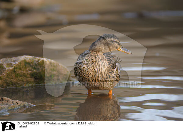 mallard / DMS-02858