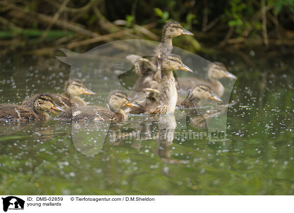 young mallards / DMS-02859