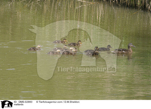 mallards / DMS-02860