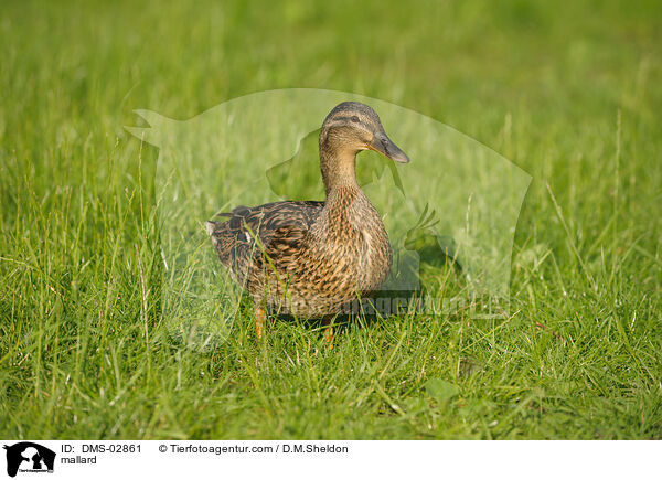 mallard / DMS-02861