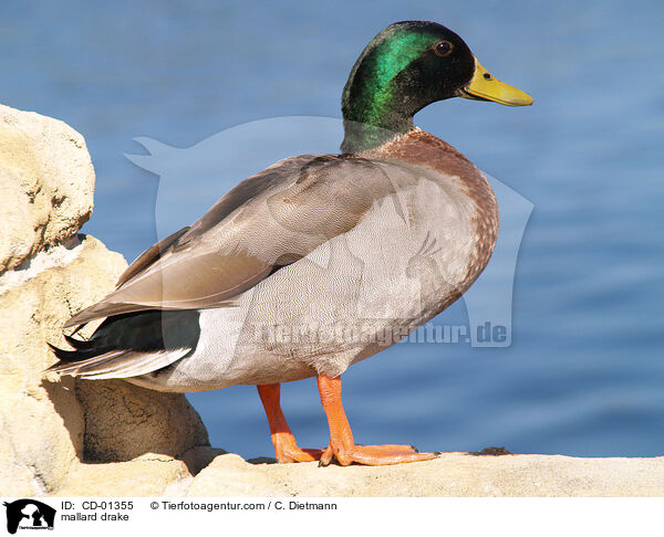 mallard drake / CD-01355