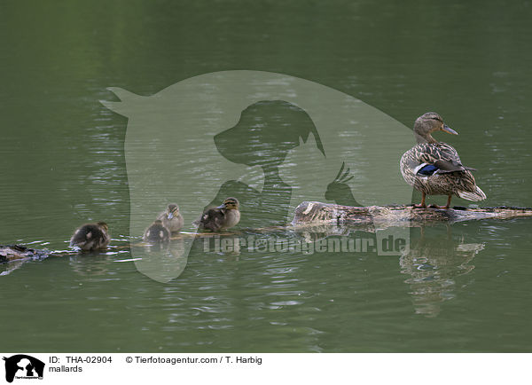 mallards / THA-02904