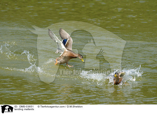 landing mallards / DMS-03651