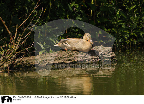 mallard / DMS-03936