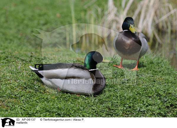 mallards / AP-06137