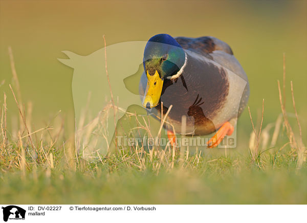 mallard / DV-02227