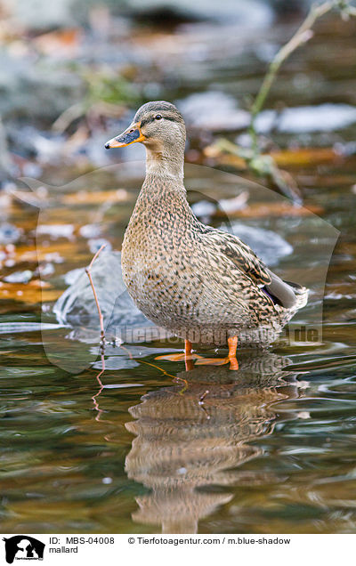 mallard / MBS-04008