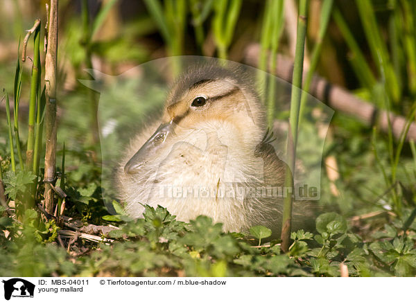 young mallard / MBS-04011