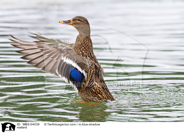 mallard / MBS-04039