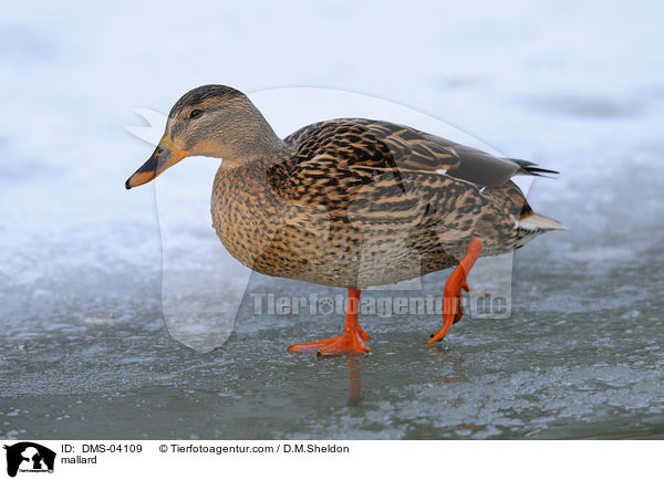 mallard / DMS-04109