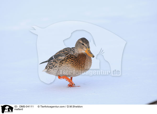 mallard / DMS-04111
