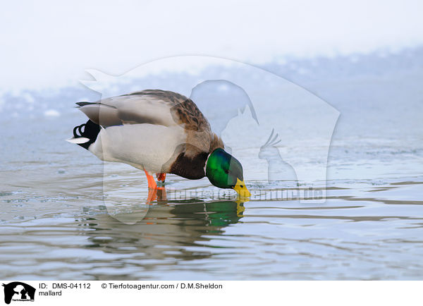 mallard / DMS-04112