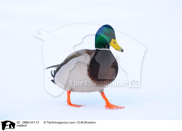 Stockente / mallard / DMS-04113