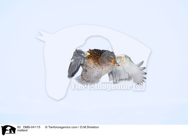 mallard / DMS-04115
