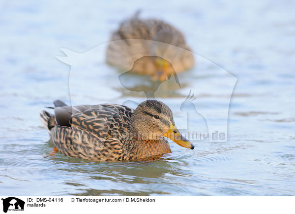 mallards / DMS-04116