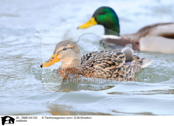 mallards / DMS-04120